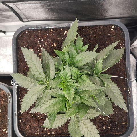 KC 36 1 growlog timeline photo