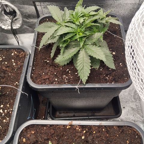 KC 36 1 growlog timeline photo