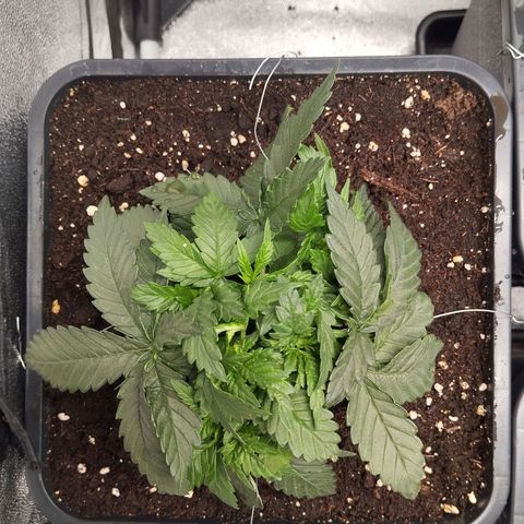 KC 36 2 growlog timeline photo