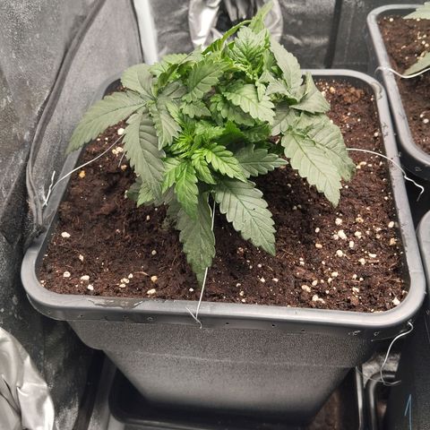 KC 36 2 growlog timeline photo