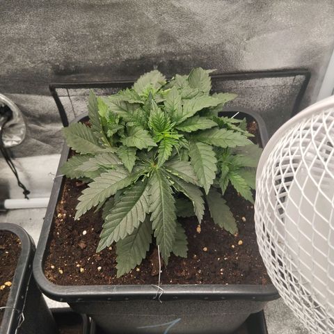KC 36 1 growlog timeline photo
