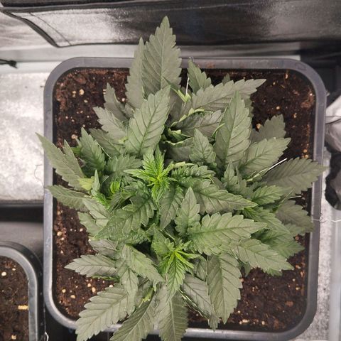 KC 36 1 growlog timeline photo