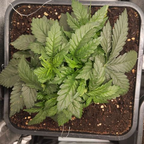 KC 36 2 growlog timeline photo