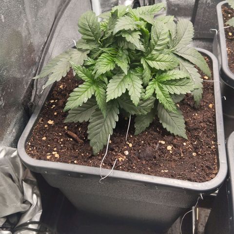 KC 36 2 growlog timeline photo