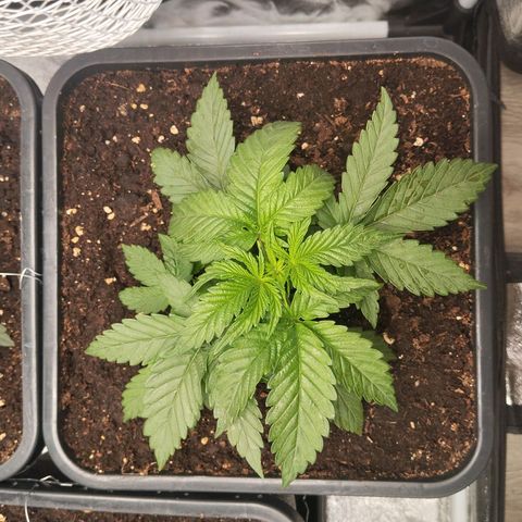 KC 36 3 growlog timeline photo