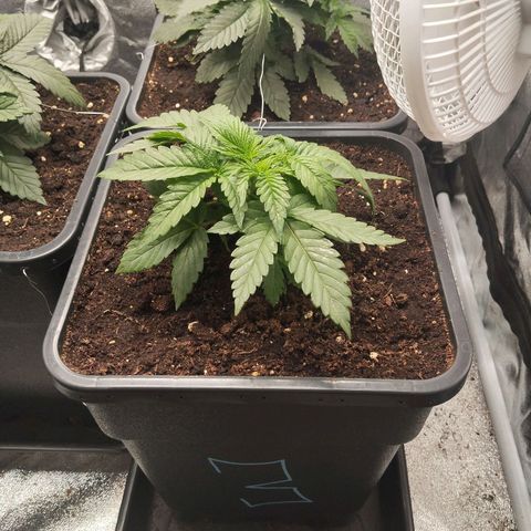 KC 36 3 growlog timeline photo
