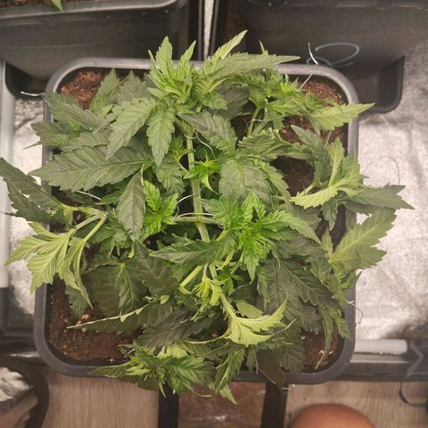 KC 36 1 growlog timeline photo