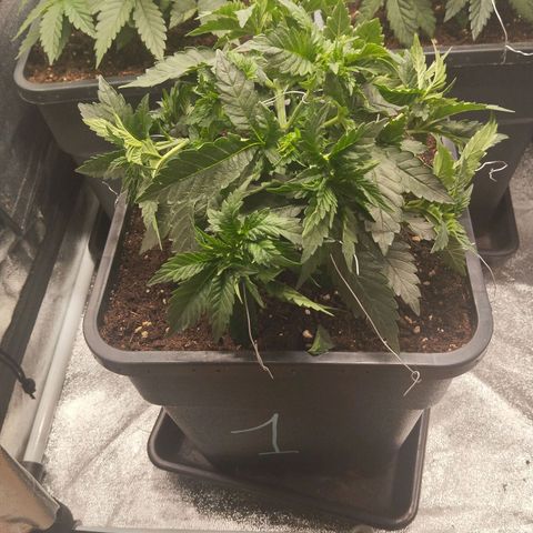 KC 36 1 growlog timeline photo