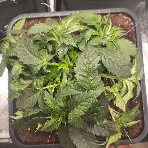 KC 36 2 growlog timeline photo