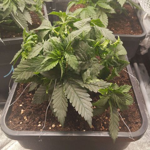 KC 36 2 growlog timeline photo