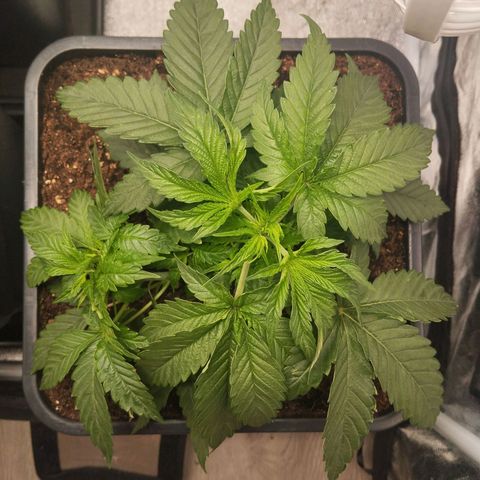 KC 36 3 growlog timeline photo