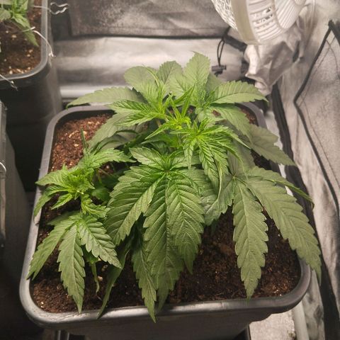KC 36 3 growlog timeline photo