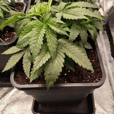 KC 36 3 growlog timeline photo