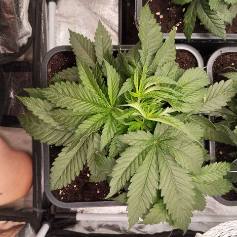 KC 36 3 growlog timeline photo