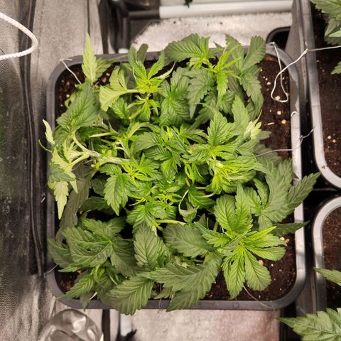 KC 36 2 growlog timeline photo