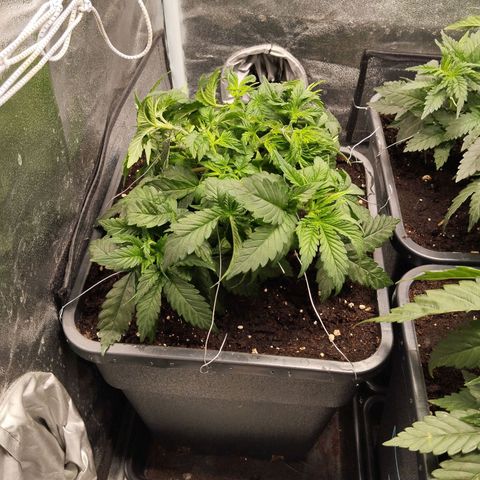 KC 36 2 growlog timeline photo