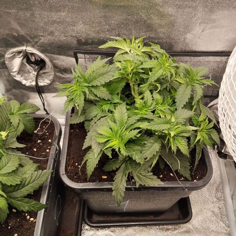KC 36 1 growlog timeline photo