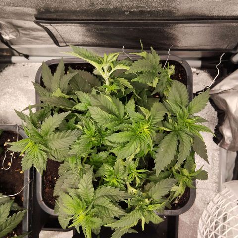 KC 36 1 growlog timeline photo