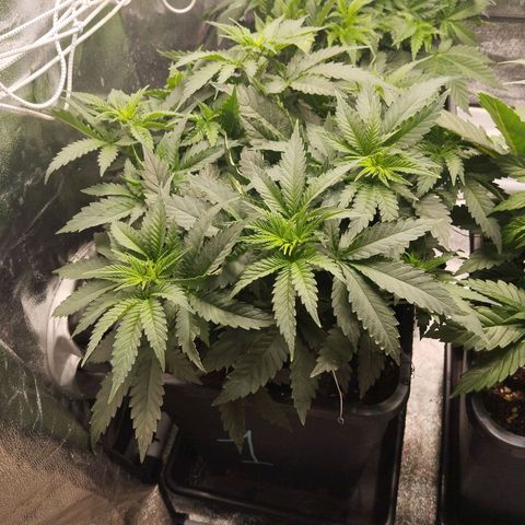 KC 36 1 growlog timeline photo