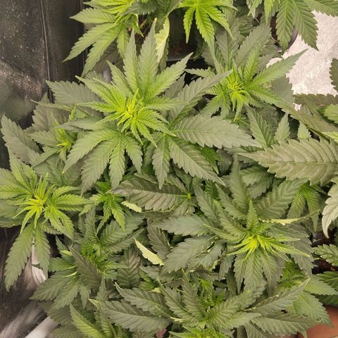 KC 36 1 growlog timeline photo