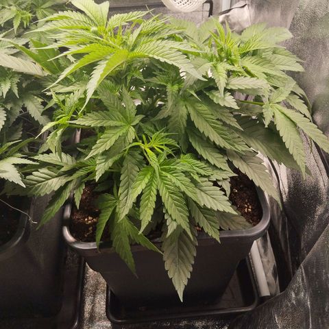 KC 36 3 growlog timeline photo