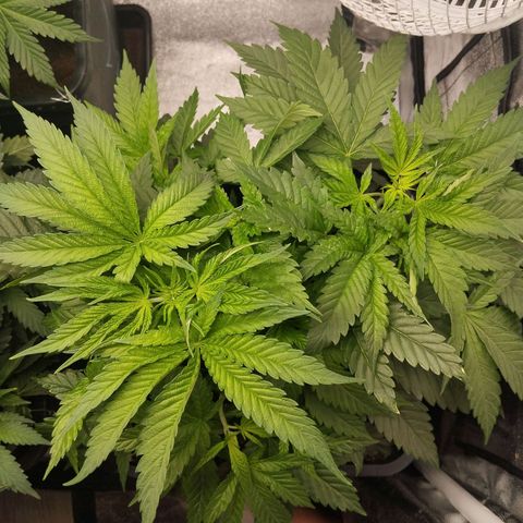KC 36 3 growlog timeline photo