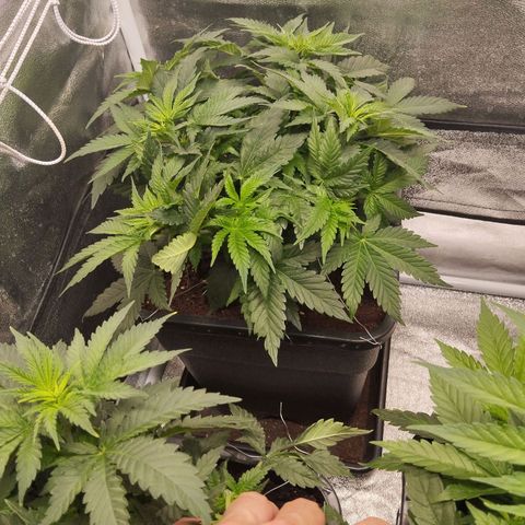 KC 36 2 growlog timeline photo