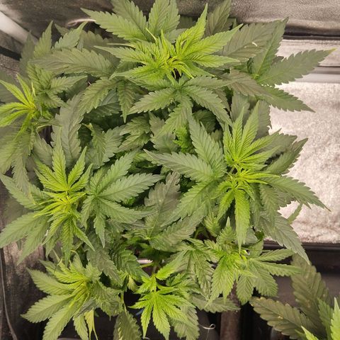 KC 36 2 growlog timeline photo