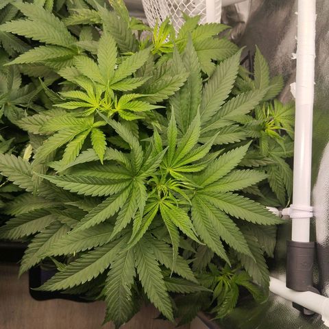 KC 36 3 growlog timeline photo