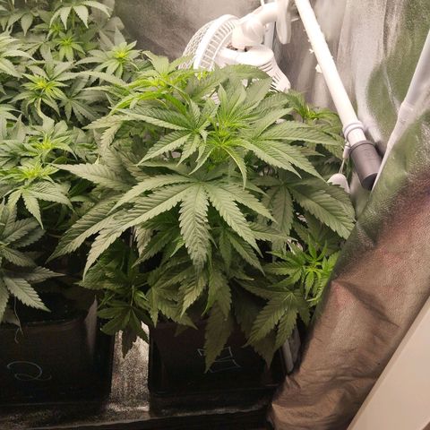 KC 36 3 growlog timeline photo