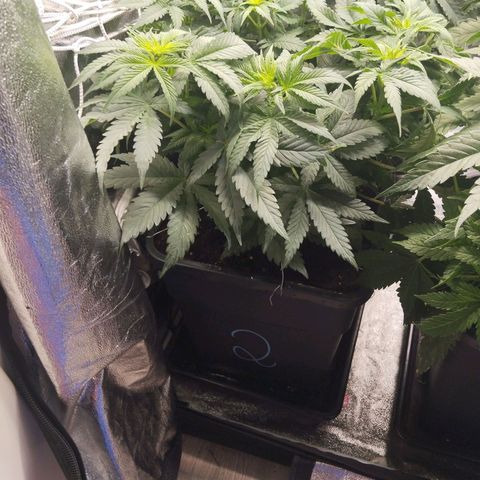 KC 36 2 growlog timeline photo