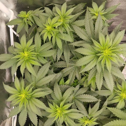 KC 36 1 growlog timeline photo