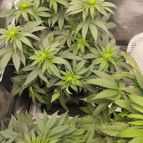 KC 36 1 growlog timeline photo