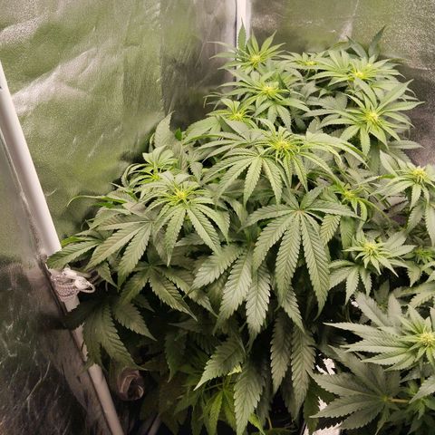 KC 36 3 growlog timeline photo