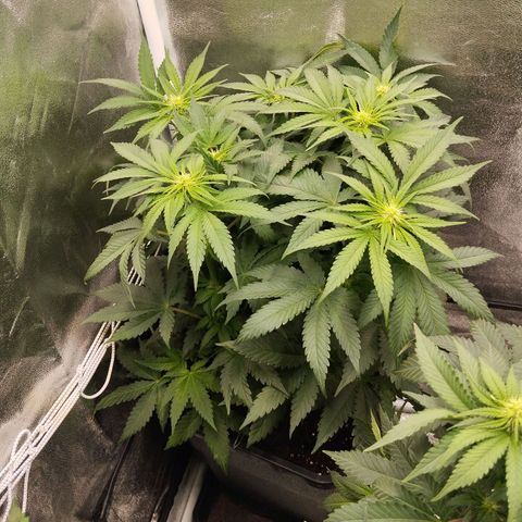 KC 36 2 growlog timeline photo