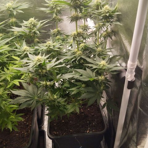 KC 36 1 growlog timeline photo