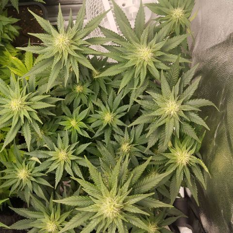 KC 36 1 growlog timeline photo