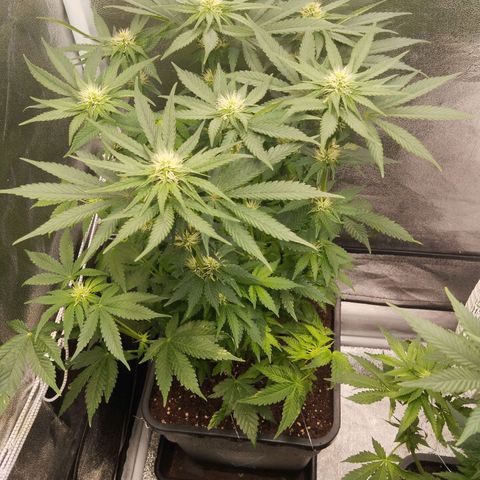 KC 36 2 growlog timeline photo