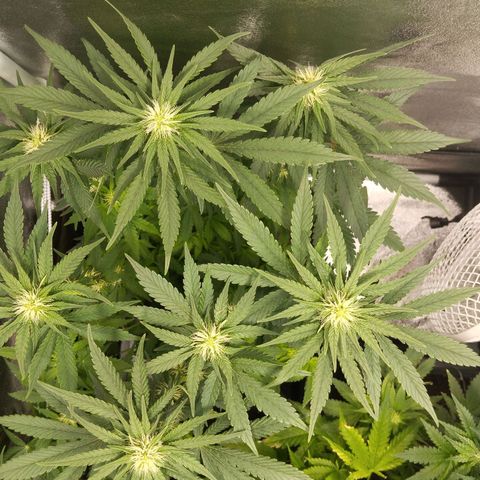 KC 36 2 growlog timeline photo