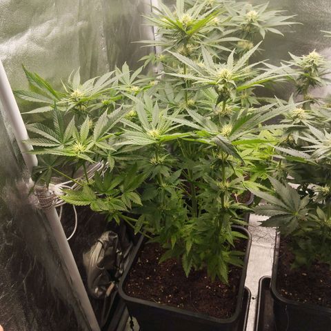 KC 36 3 growlog timeline photo