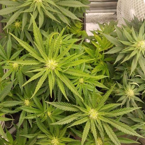 KC 36 3 growlog timeline photo
