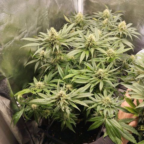 KC 36 3 growlog timeline photo