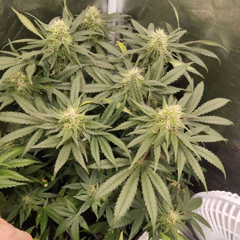 KC 36 2 growlog timeline photo