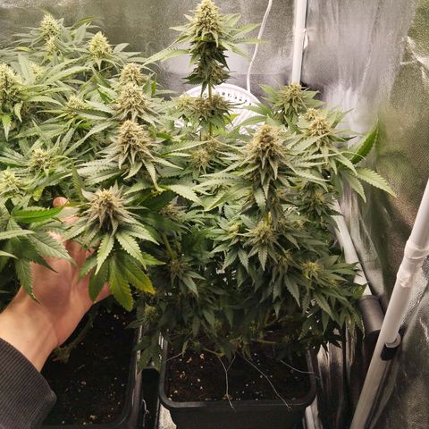 KC 36 1 growlog timeline photo