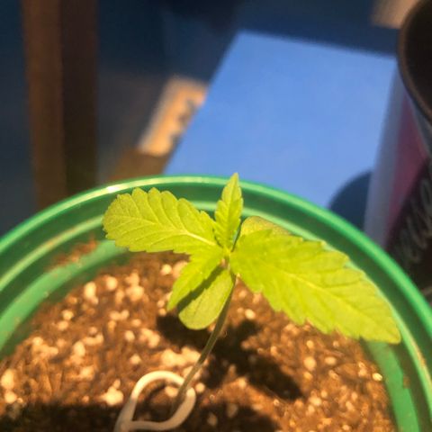 Magrela growlog timeline photo