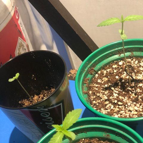 Magrela growlog timeline photo