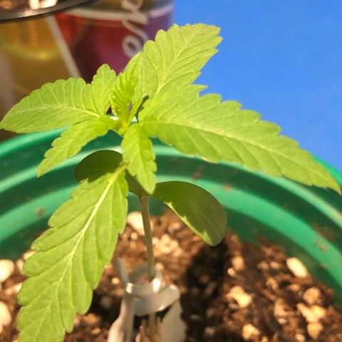 Magrela growlog timeline photo