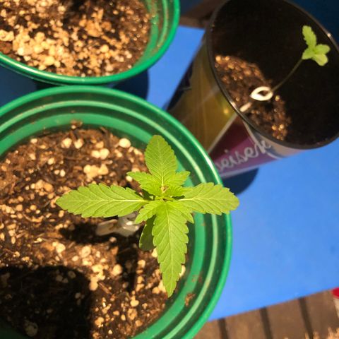 Magrela growlog timeline photo
