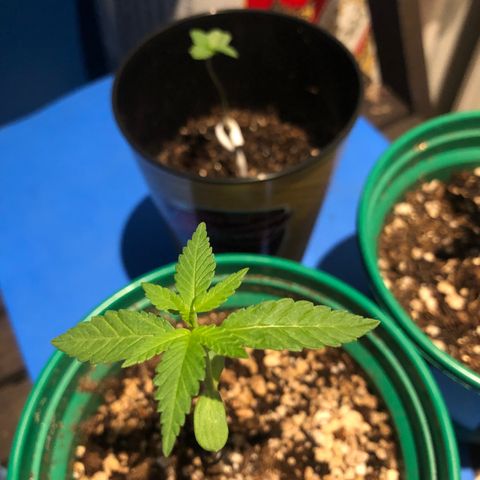 Magrela growlog timeline photo