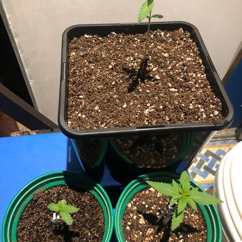 Magrela growlog timeline photo
